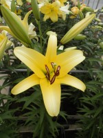 [1745 Yelloween NES No01.JPG]